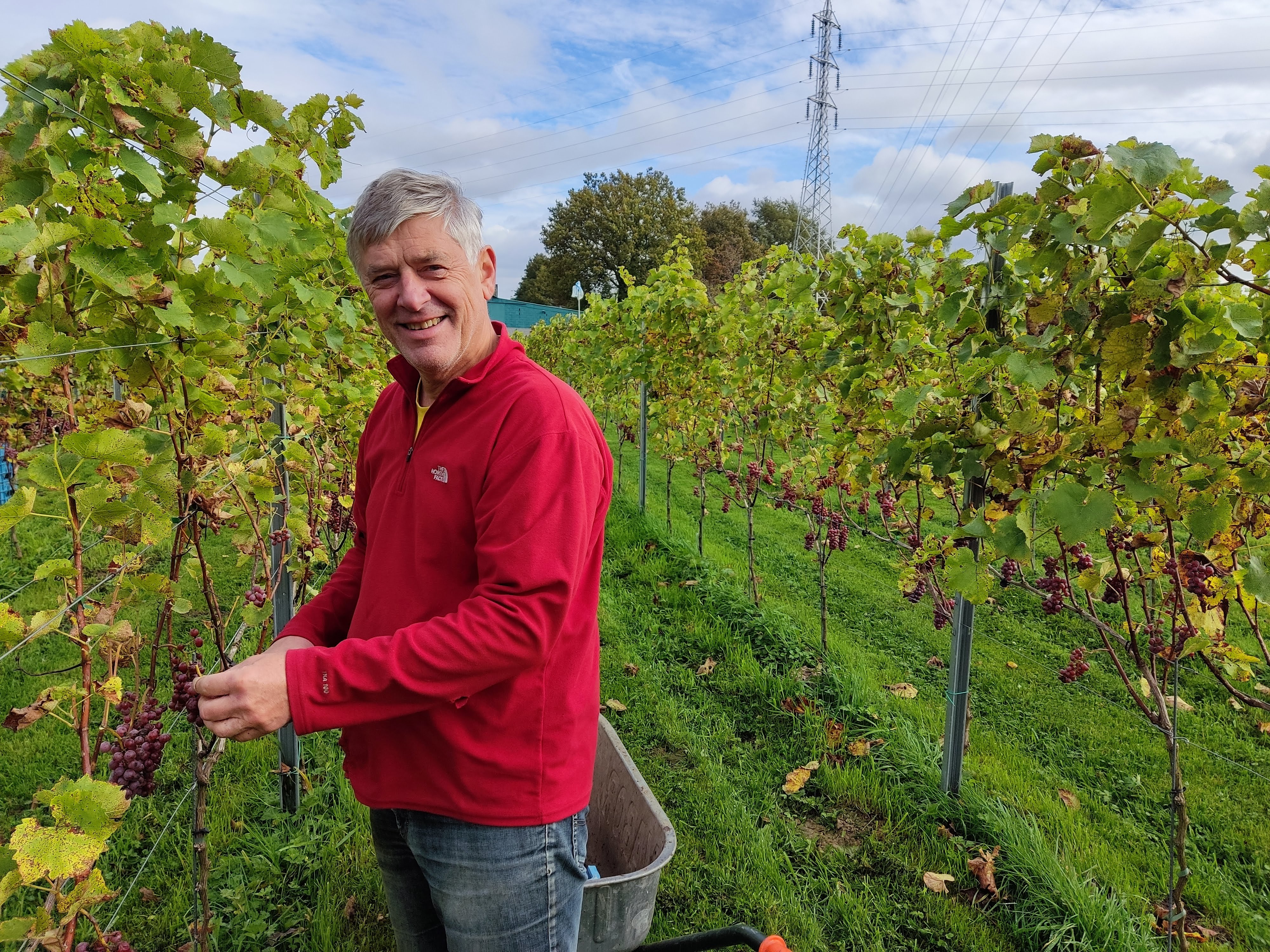 allereerste druivenpluk (2024)